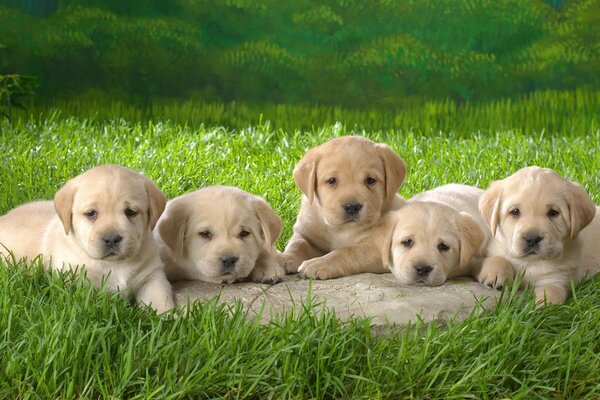 Five puppies on the grass