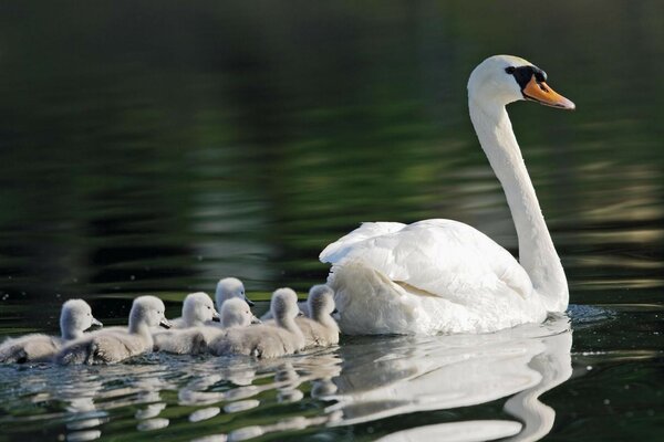 Maman Swan avec des enfants sur le lac