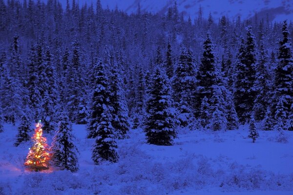 Favolosa foresta invernale di Capodanno