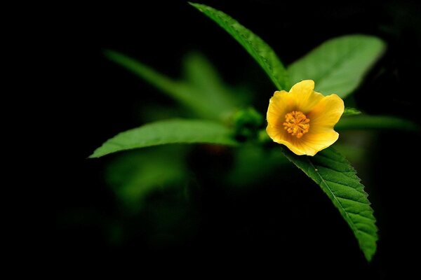 Flor com folhas em fundo preto