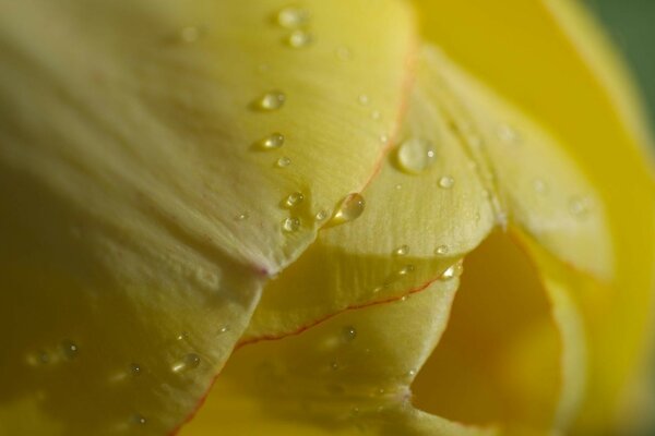 Gocce d acqua su un tulipano giallo