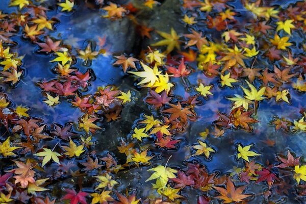 Foglie colorate sulla superficie dell acqua