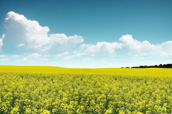 Tempo di raccolta dei frutti della terra