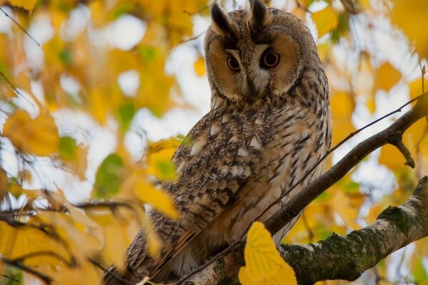 Owl on a branch in yellow foliage