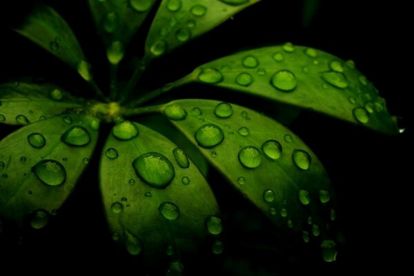 Dew drops on green leaves