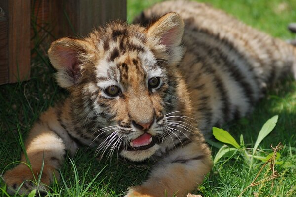 Gorgeous tiger cub in the wild