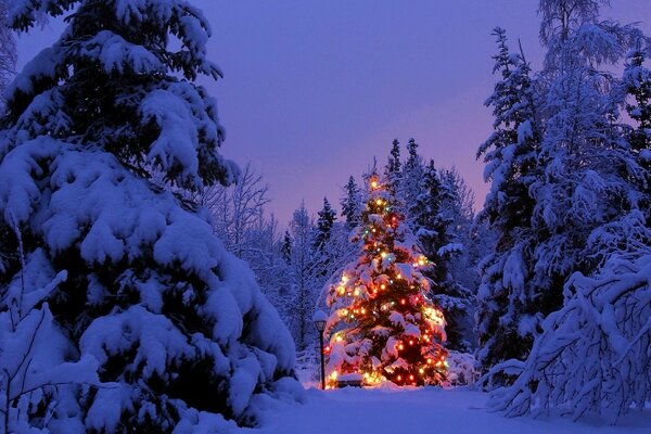 Sapin d hiver élégant festif