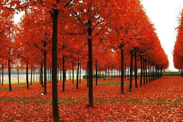 Autumn. Fallen red leaves