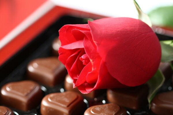 Rose rouge et chocolats