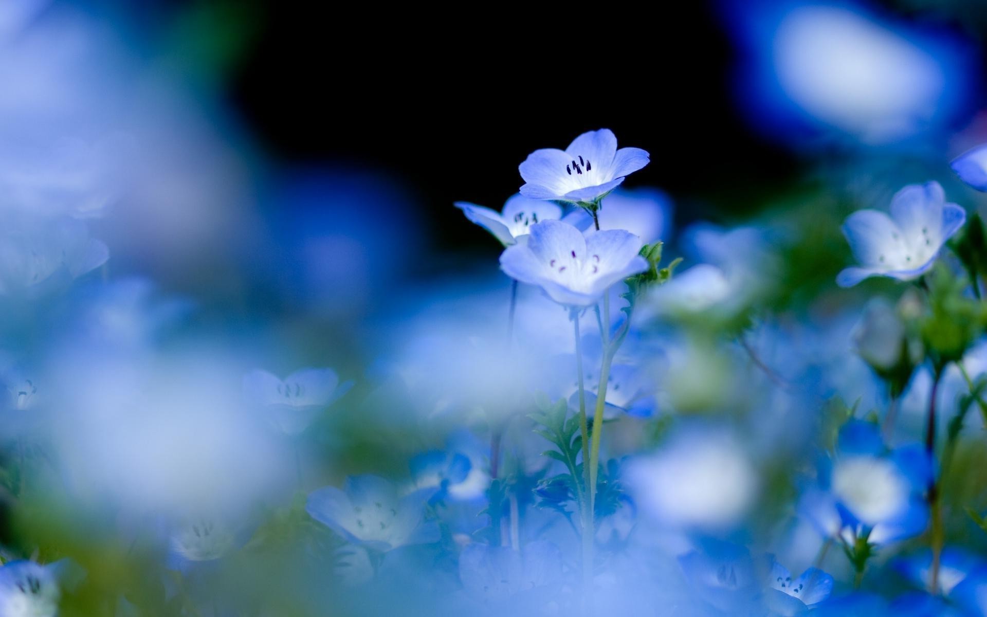 fleurs flou fleur nature feuille flore à l extérieur été lumière croissance lumineux dof herbe couleur