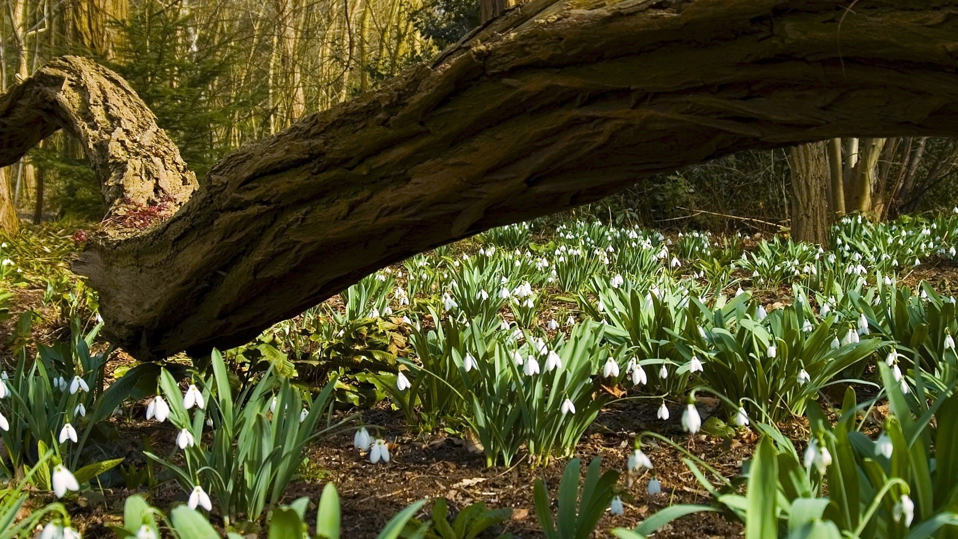 blumen natur holz blatt im freien baum landschaft umwelt flora reisen park gras landschaftlich wachstum garten