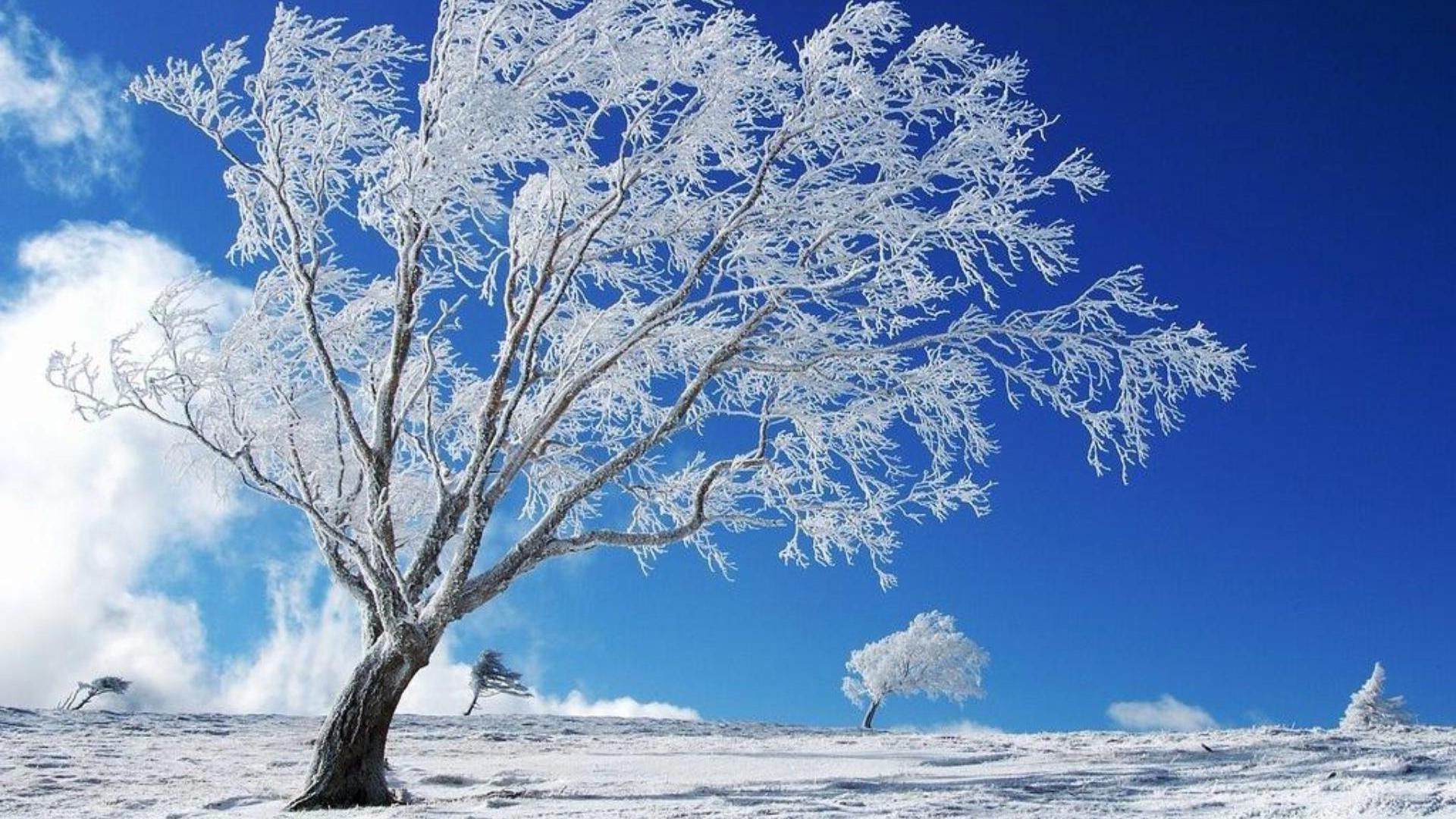 hiver neige gel paysage froid arbre nature glace saison congelé ciel scénique scène météo givré beau temps bois neige-blanc