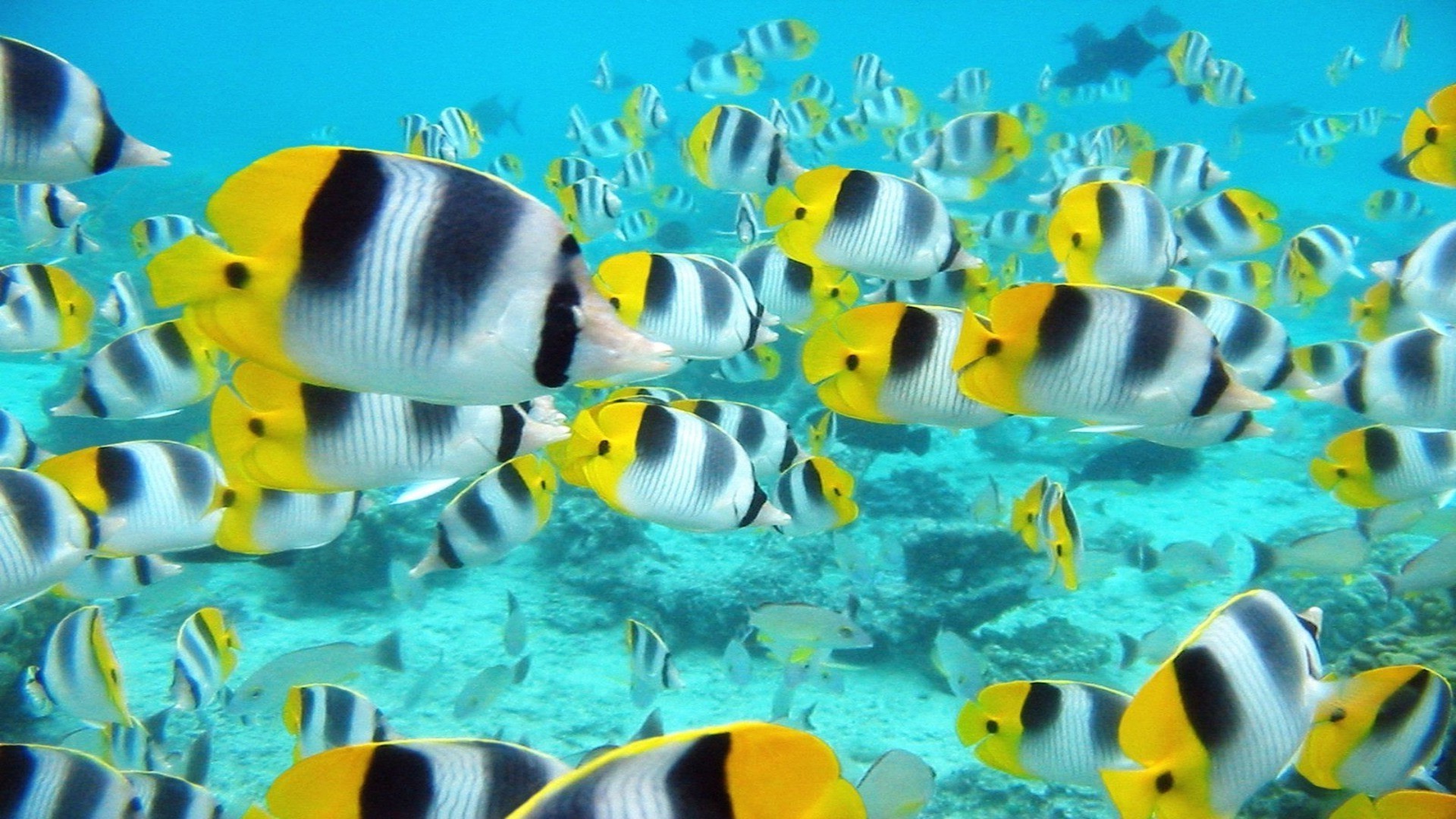 animales bajo el agua peces coral agua tropical natación arrecife naturaleza mar océano acuario vida silvestre animal profundo turquesa escalares acuático exóticos