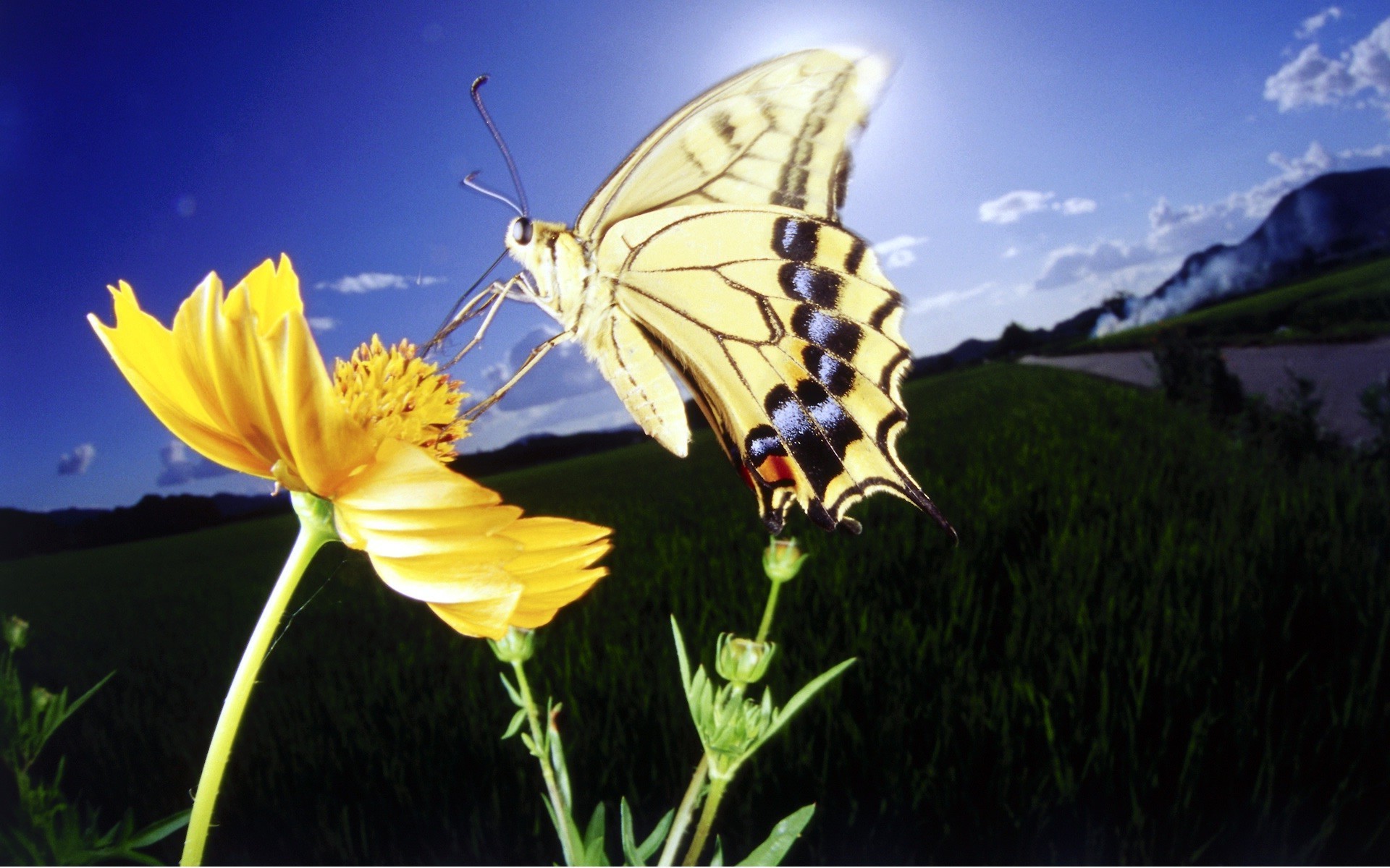 blumen schmetterling natur blume insekt im freien sommer himmel gutes wetter gras heuhaufen flora farbe umwelt sonne garten