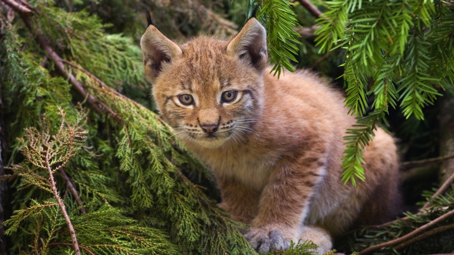 zwierzęta kot ssak natura dzika przyroda drapieżnik dziki na zewnątrz zwierzę drzewo futro trawa drewno