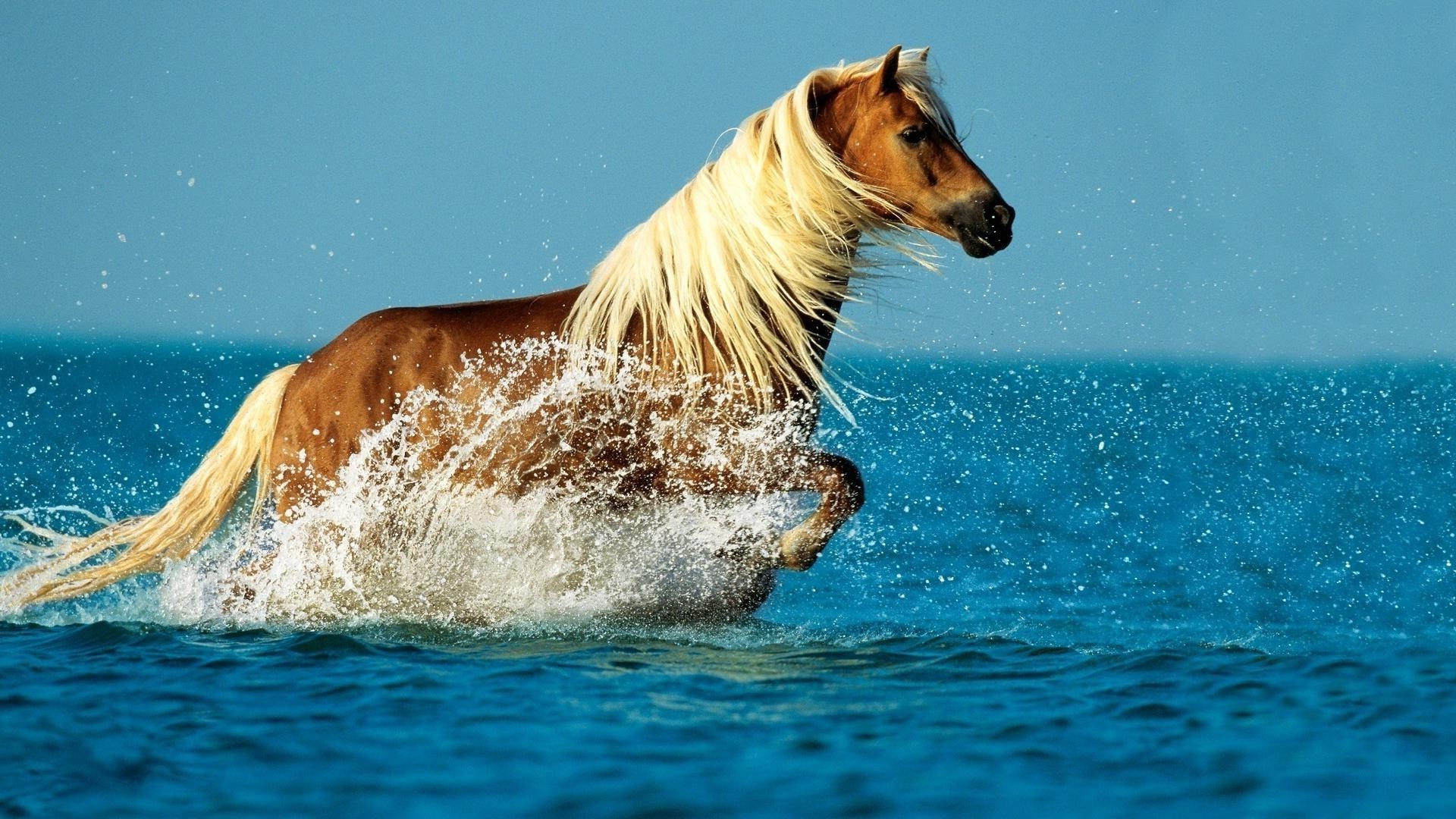 horses water swimming wet mammal action splash one motion
