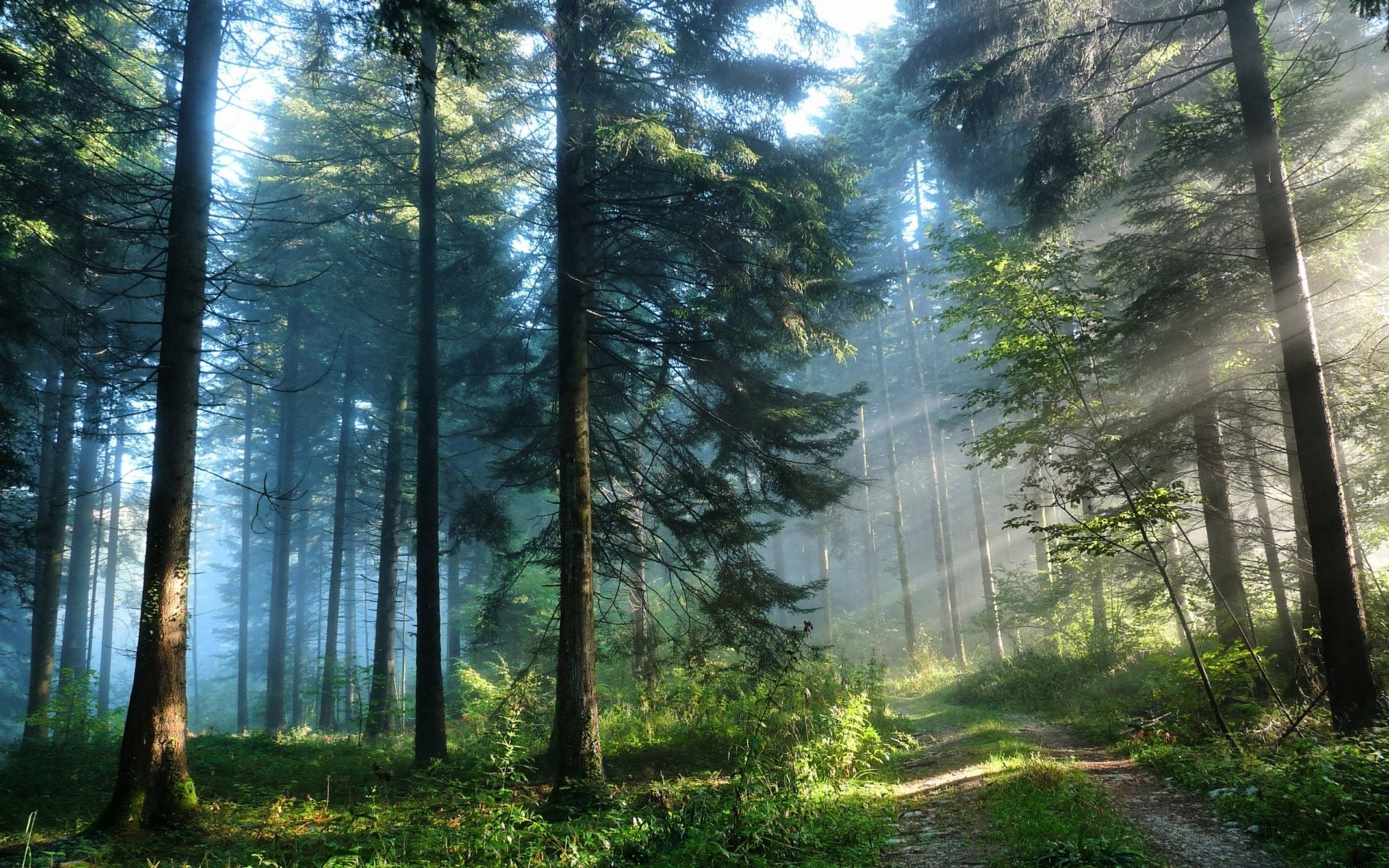 las drewno natura mgła mgła świt krajobraz drzewo słońce dobra pogoda sunbeam liść park na zewnątrz jesień środa światło lato bujne sceniczny