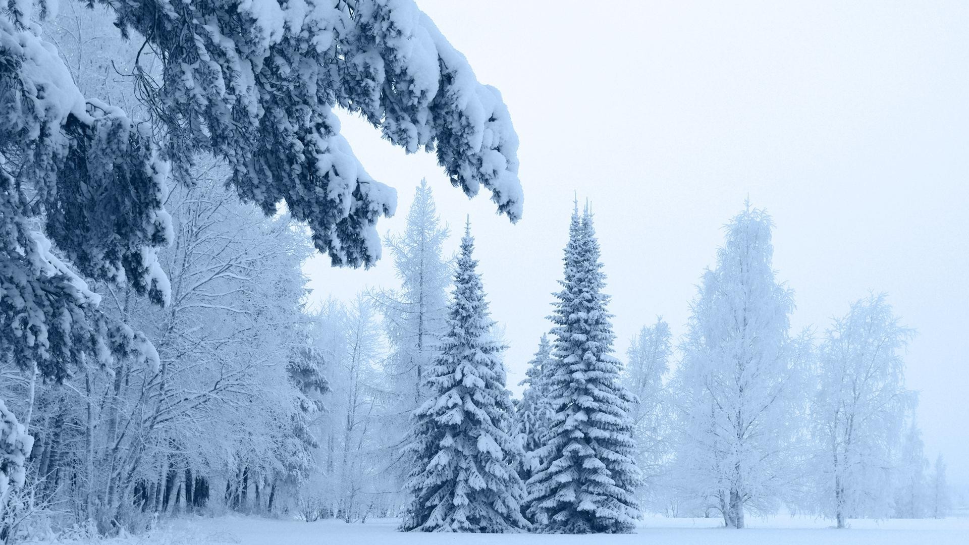 hiver neige gel froid bois bois glace nature congelé paysage montagne saison météo pin brouillard à l extérieur scénique