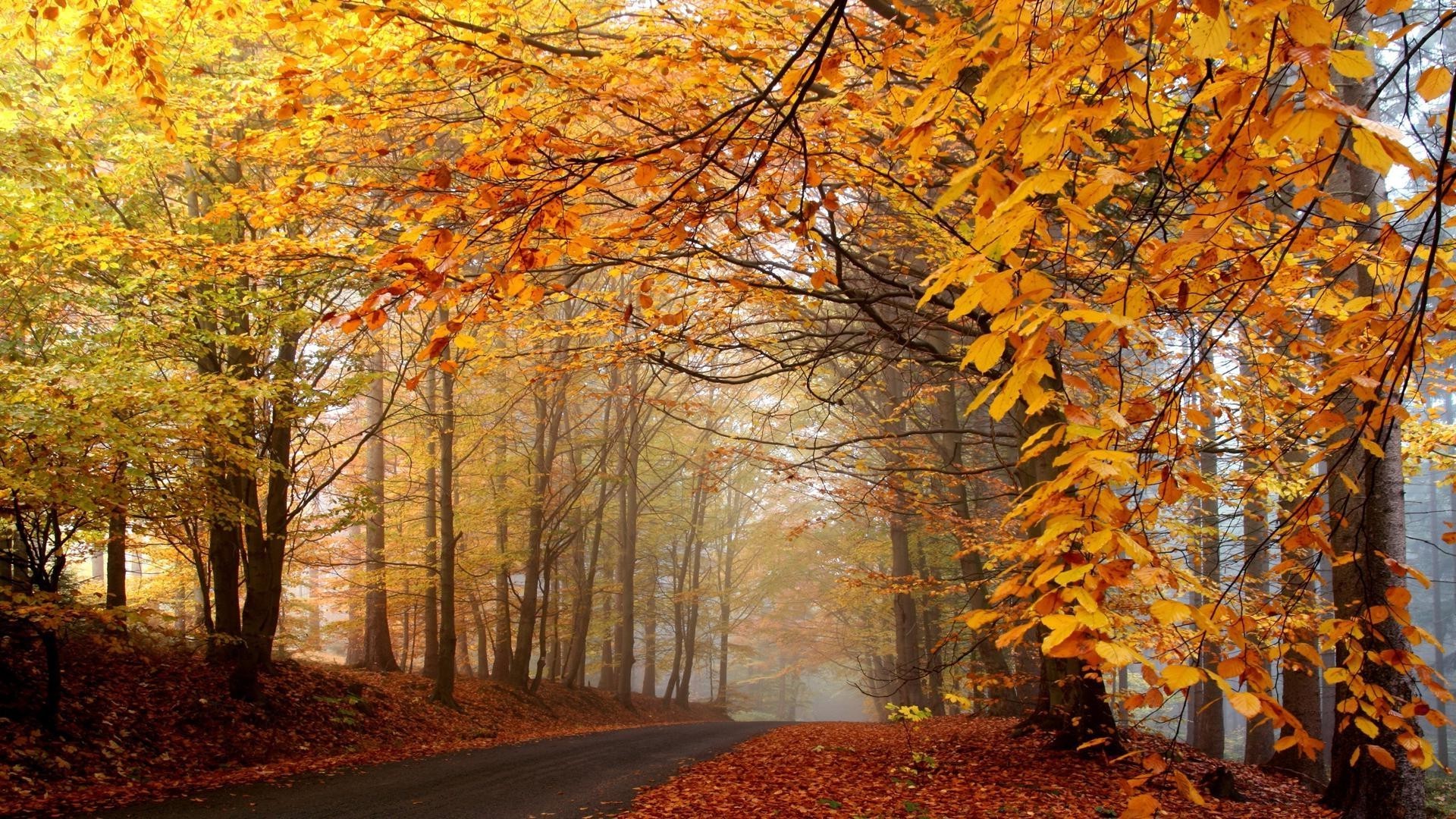 herbst herbst blatt ahorn saison holz holz veränderung natur park landschaft gold filiale hell gutes wetter im freien landschaftlich kurvig gasse