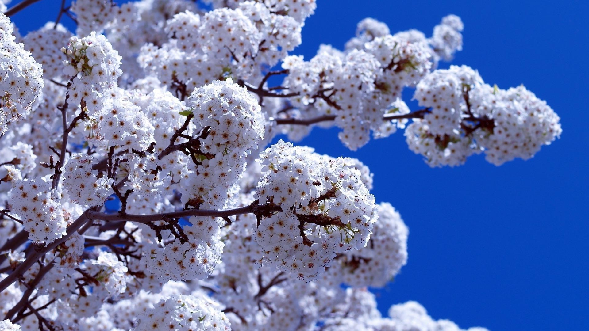 the flowers on the trees cherry tree branch season nature flower apple flora outdoors growth bright winter