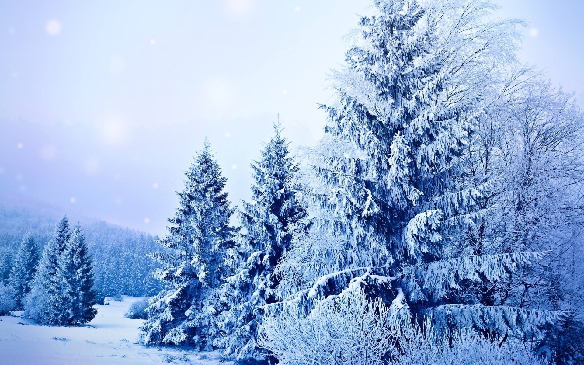 winter snow frost cold frozen wood season tree ice fir nature pine christmas evergreen spruce landscape weather snow-white