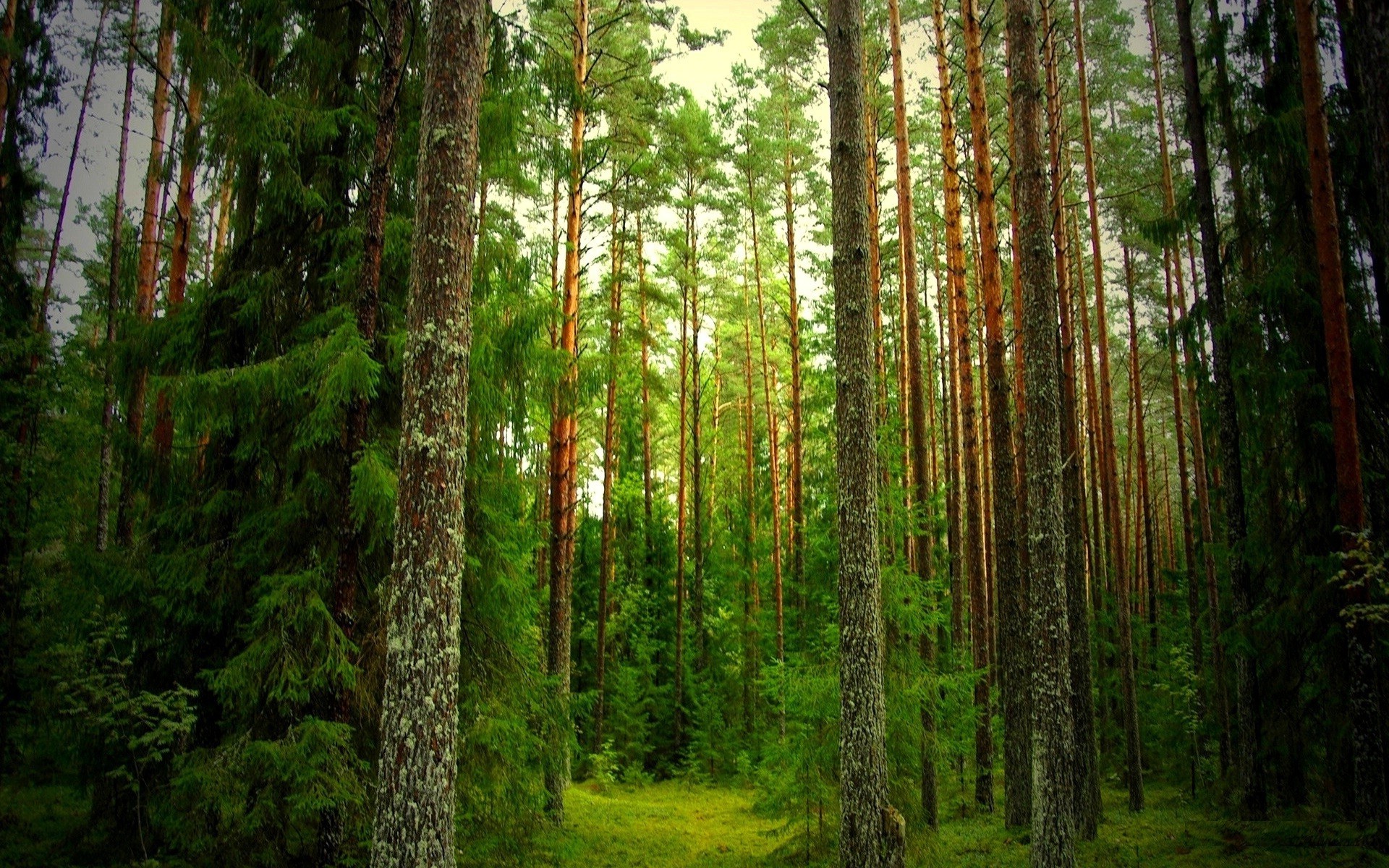 ağaçlar ahşap doğa ağaç yaprak manzara açık havada güzel havalarda vahşi iğne yapraklı güneş şafak vakti büyüme yaz sis yemyeşil sis ağaç kabuğu evergreen ortamlar