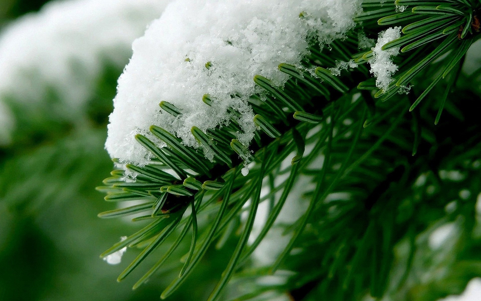 manzara kış noel ağaç evergreen bulanıklık tatil çam kar dekorasyon iğne yapraklı köknar sezon doğa yaprak iğneler yakın çekim şube ışık parlak