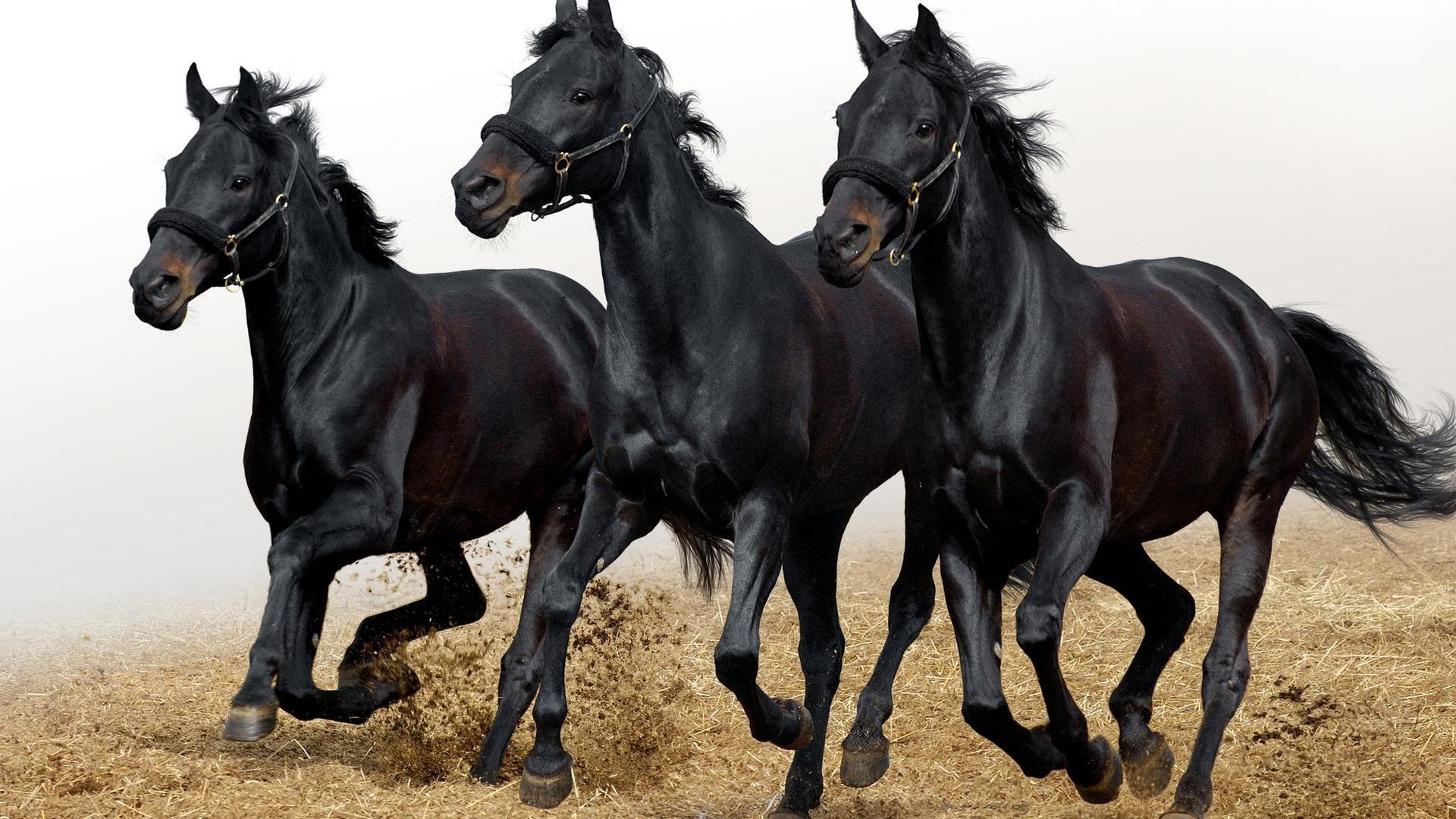 caballos mamífero caballo ecuestre caballería cría de caballos mare semental sentado dos pura sangre granja corredor mane animales vivos pasto uno skoco animal acción