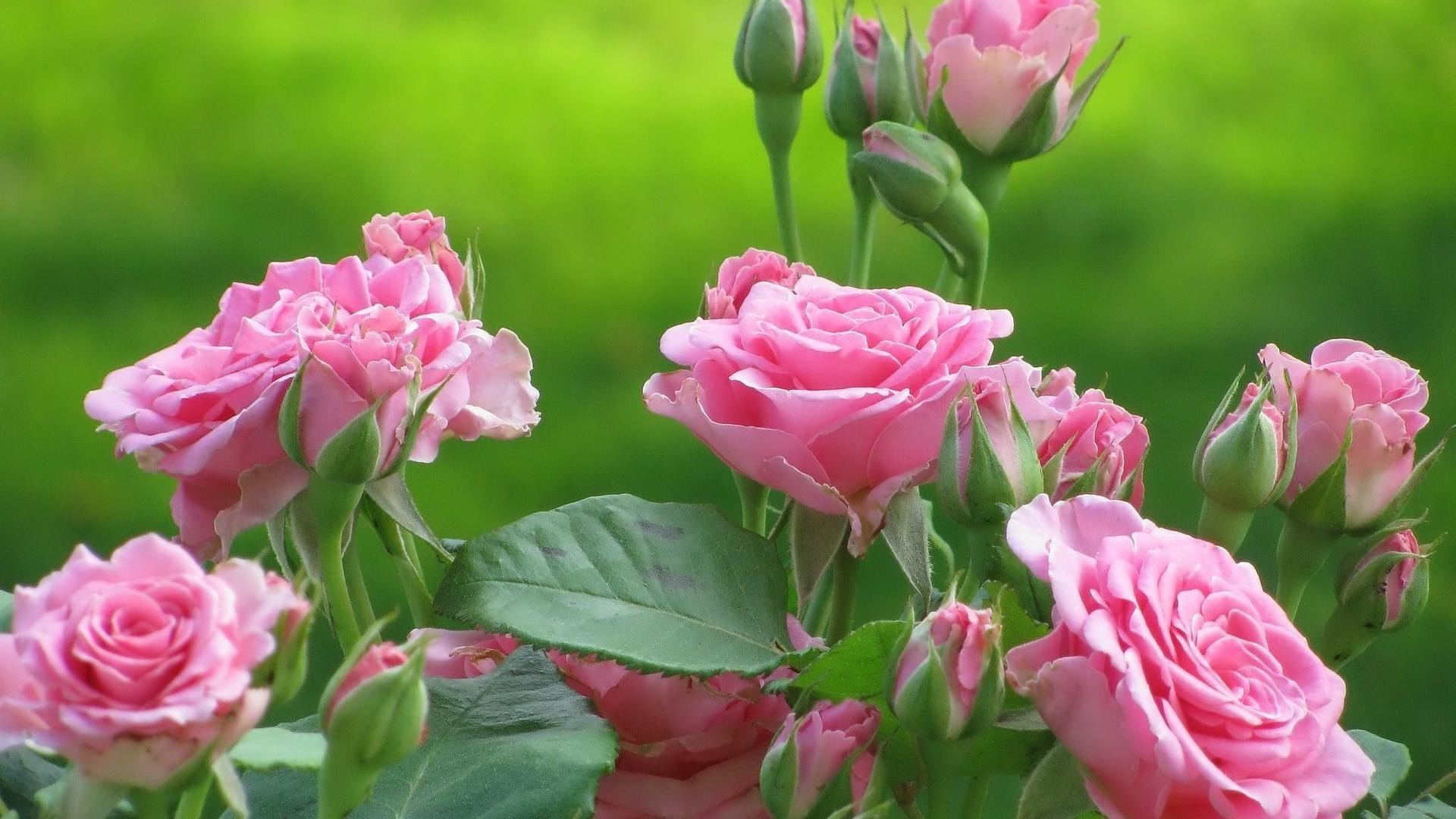 玫瑰 花 植物 自然 花 花瓣 叶 盛开 花园 花束 浪漫 夏天 爱 浪漫 伙伴 颜色 明亮 集群