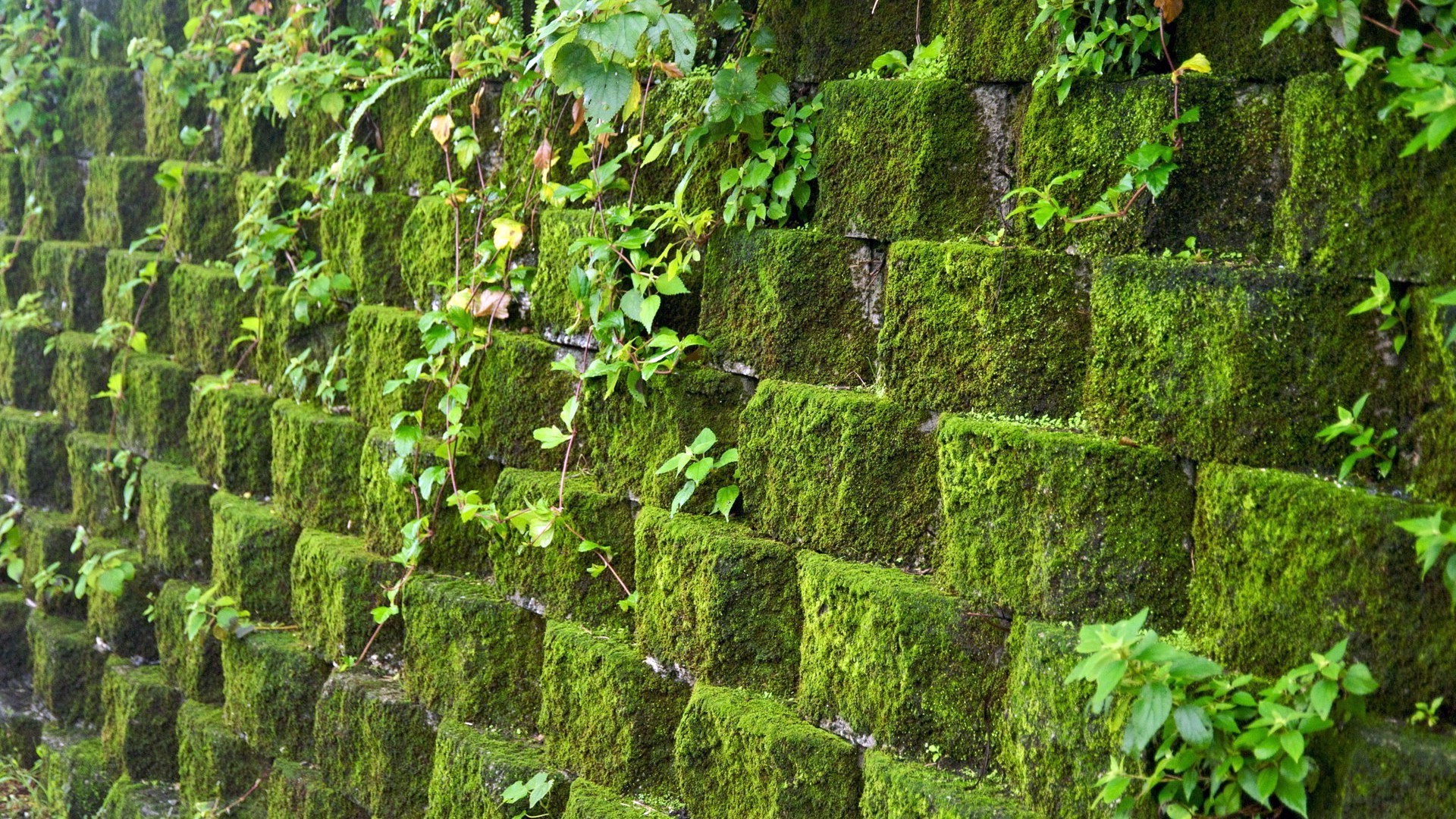 hormigón patrón naturaleza escritorio textura hoja flora crecimiento hiedra pared piedra al aire libre vid abstracto diseño