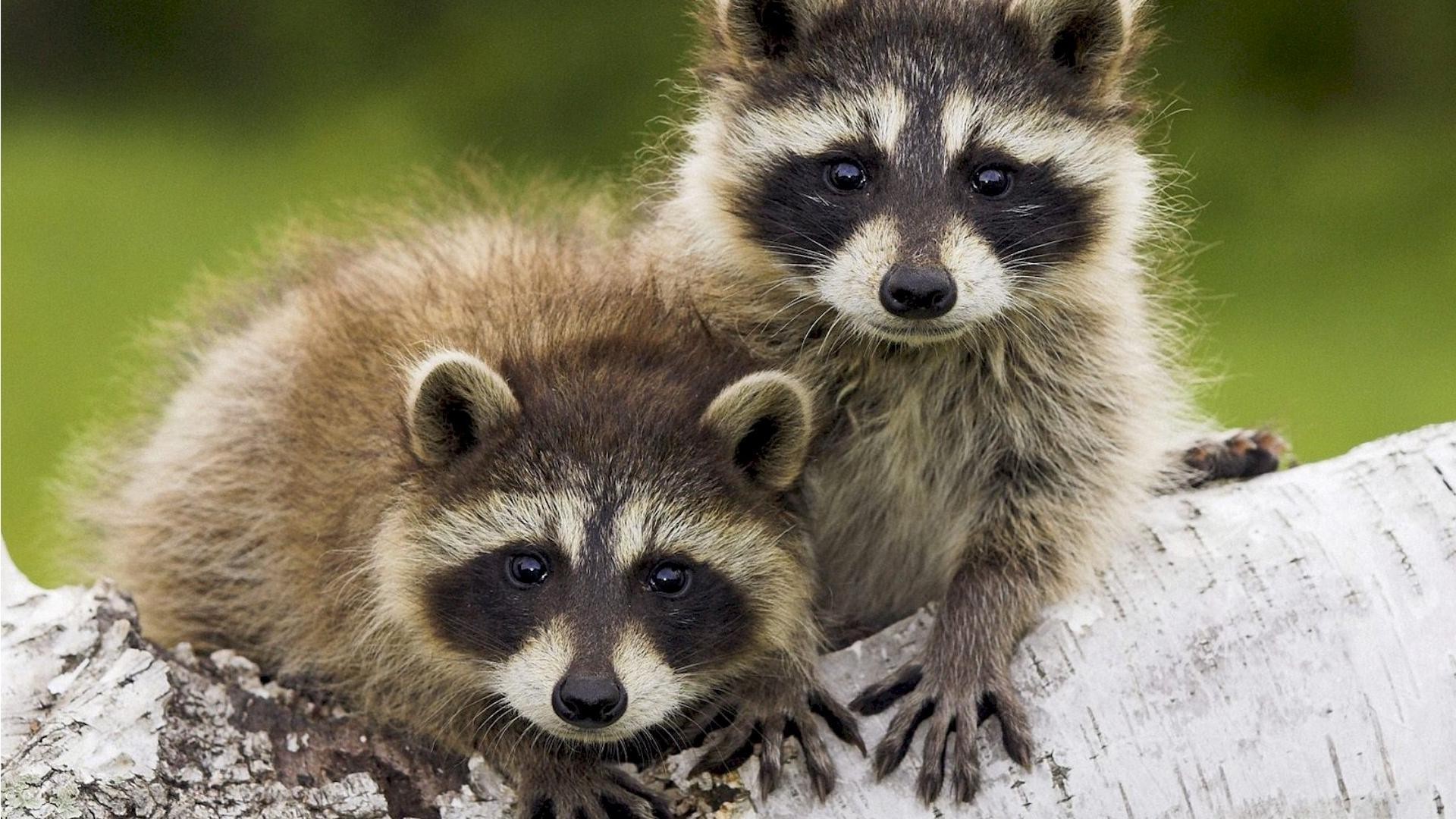 animais mamífero vida selvagem fofa animal natureza pele pequeno retrato selvagem guaxinim fofo visualização olho jovem