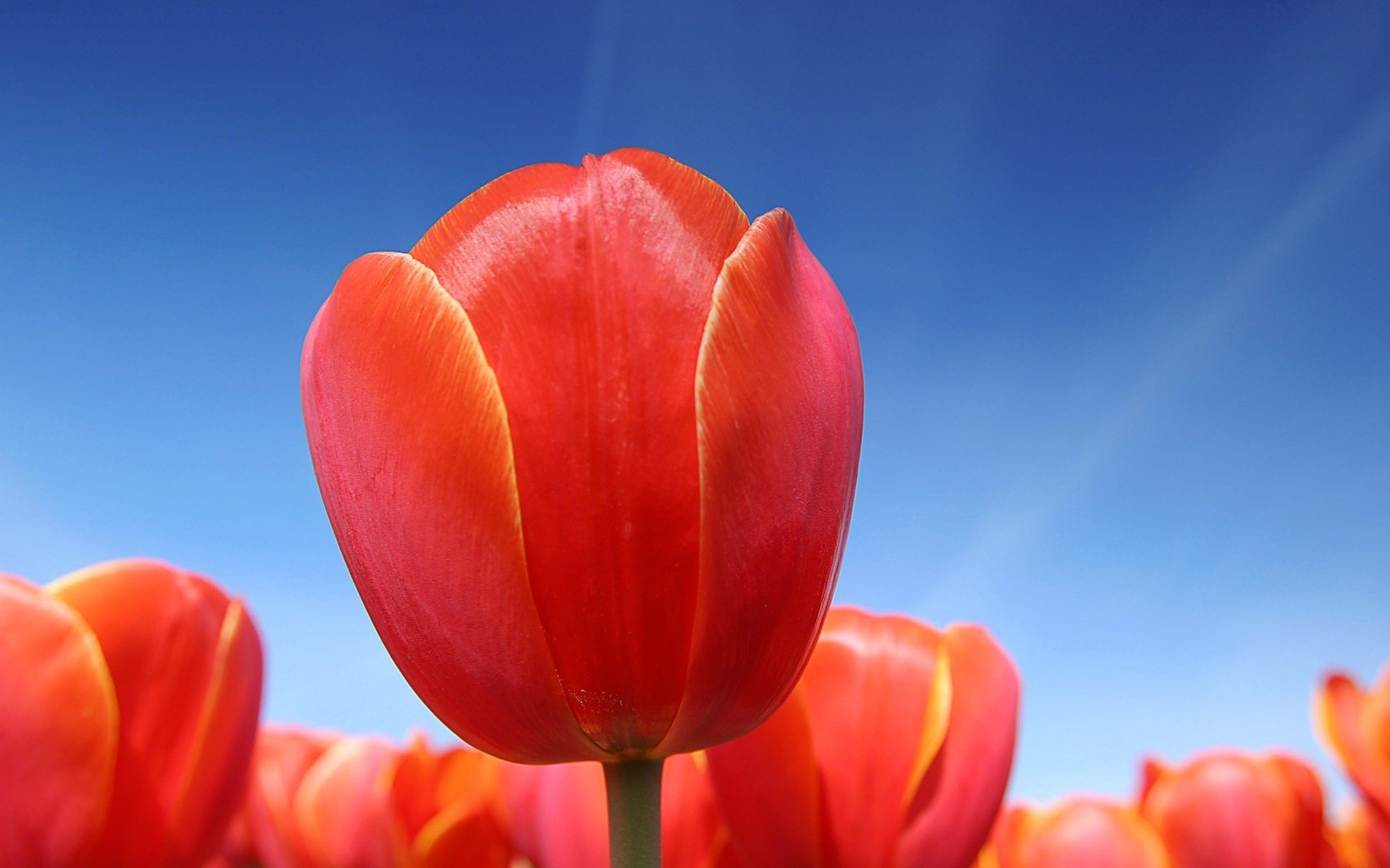 primo piano natura tulipano fiore luminoso flora estate giardino colore foglia all aperto crescita bel tempo petalo amore