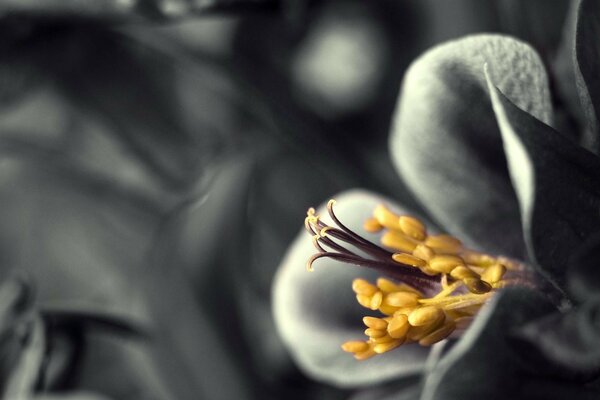 A beautiful flower on a blurry background