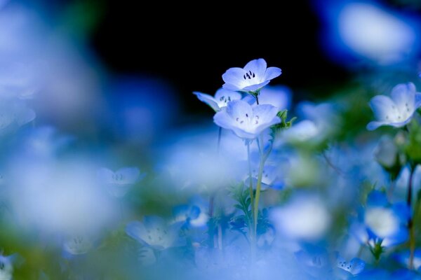 Pequeñas y hermosas flores azules