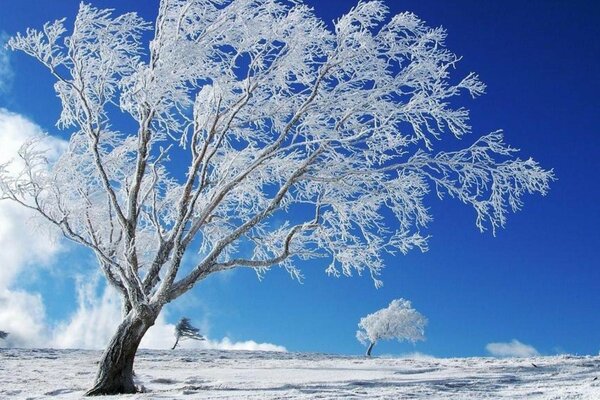 Árbol de nieve en el campo