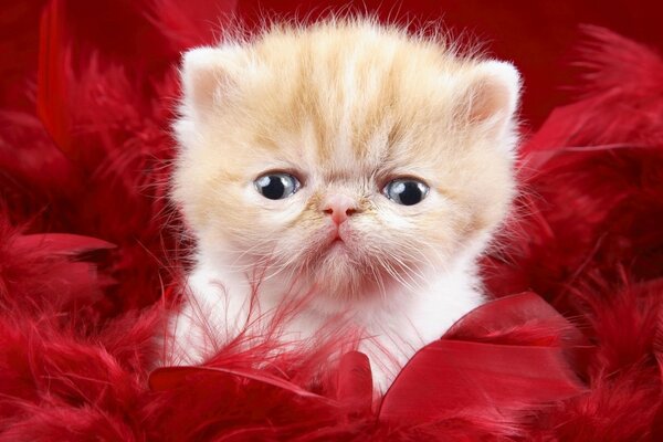 Chaton mignon sur fond rouge