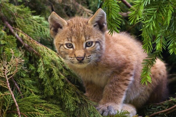 Wild cat in the spruce forest