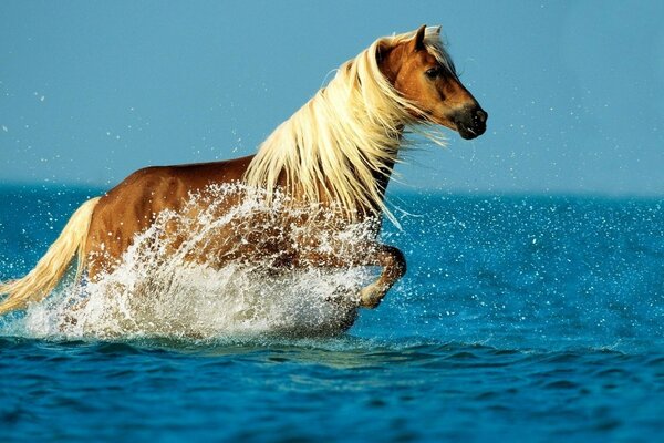 Rotes Pferd badet im Meer