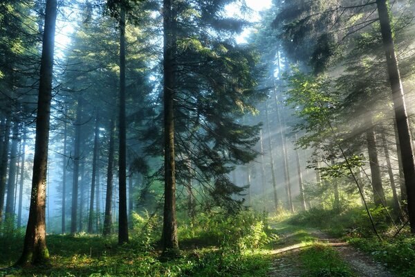 Nature. Beautiful forest in the rays of the sun