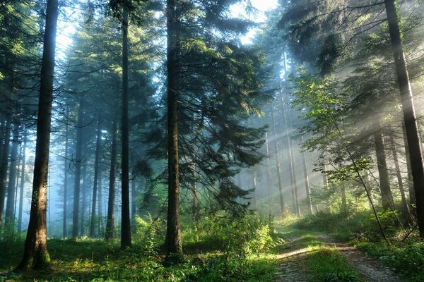 Natura. Piękny las w promieniach słońca