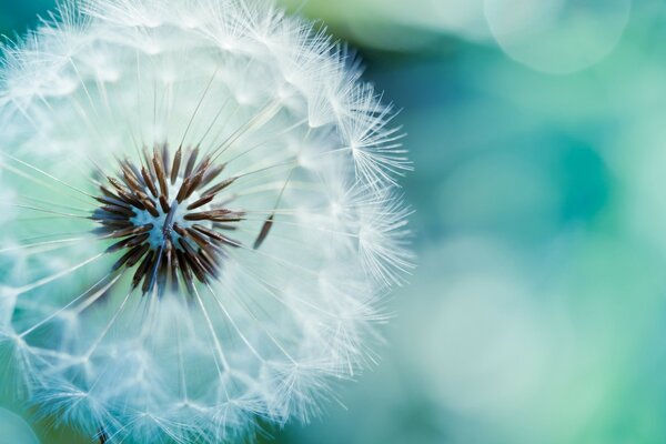 White fluffy dandelion in the focus of the photo