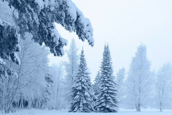 Зимовий холдний красивий ліс