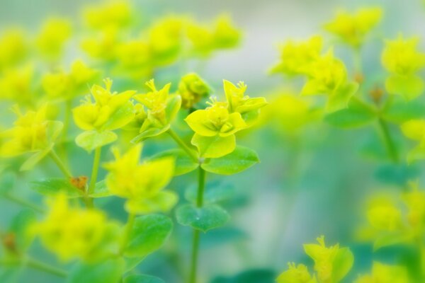 绿草特写