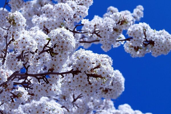 Blooming white trees against the sky