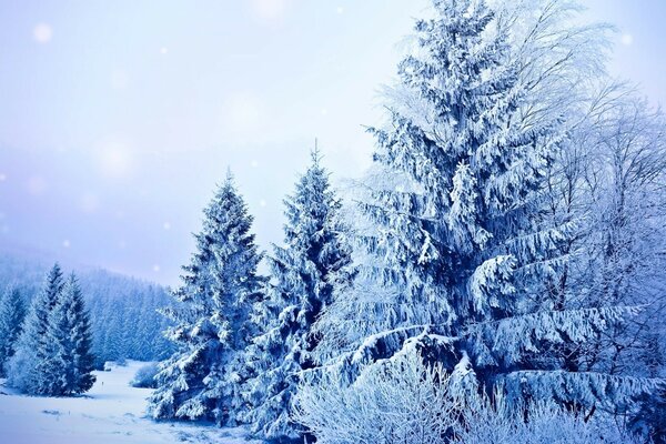 Paesaggio invernale con alberi di Natale