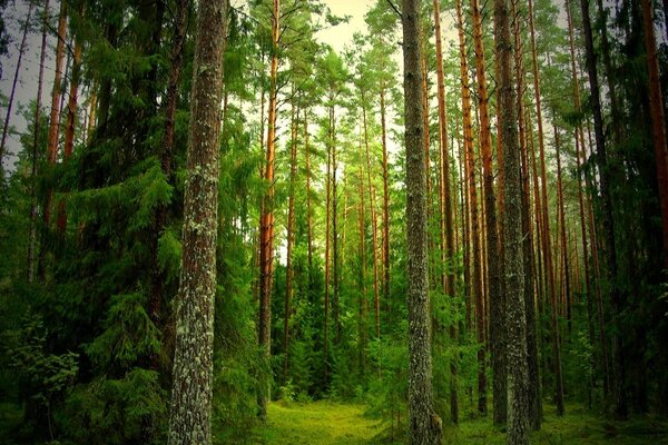 Bright green coniferous forest