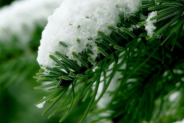 Christmas tree under the snow