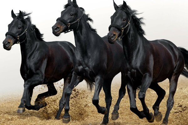 Three black horses in motion