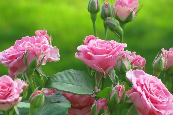 Le rose sbocciano in natura