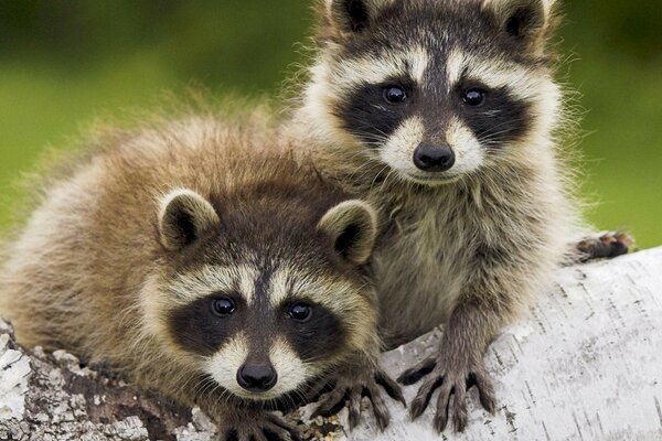 Couple de ratons laveurs mignons sur une bûche